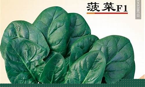 菠菜公司广告(菠菜公司广告投放)